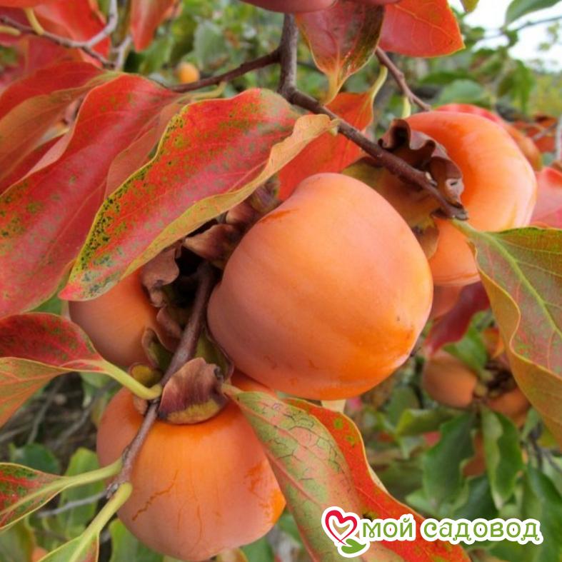 Хурма Говерла