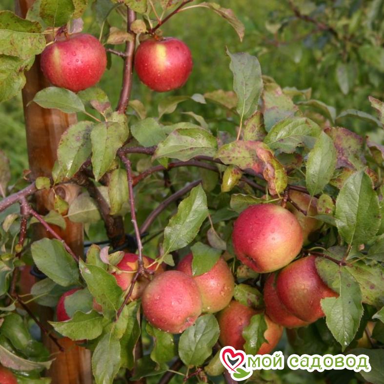 Яблоня Лигол