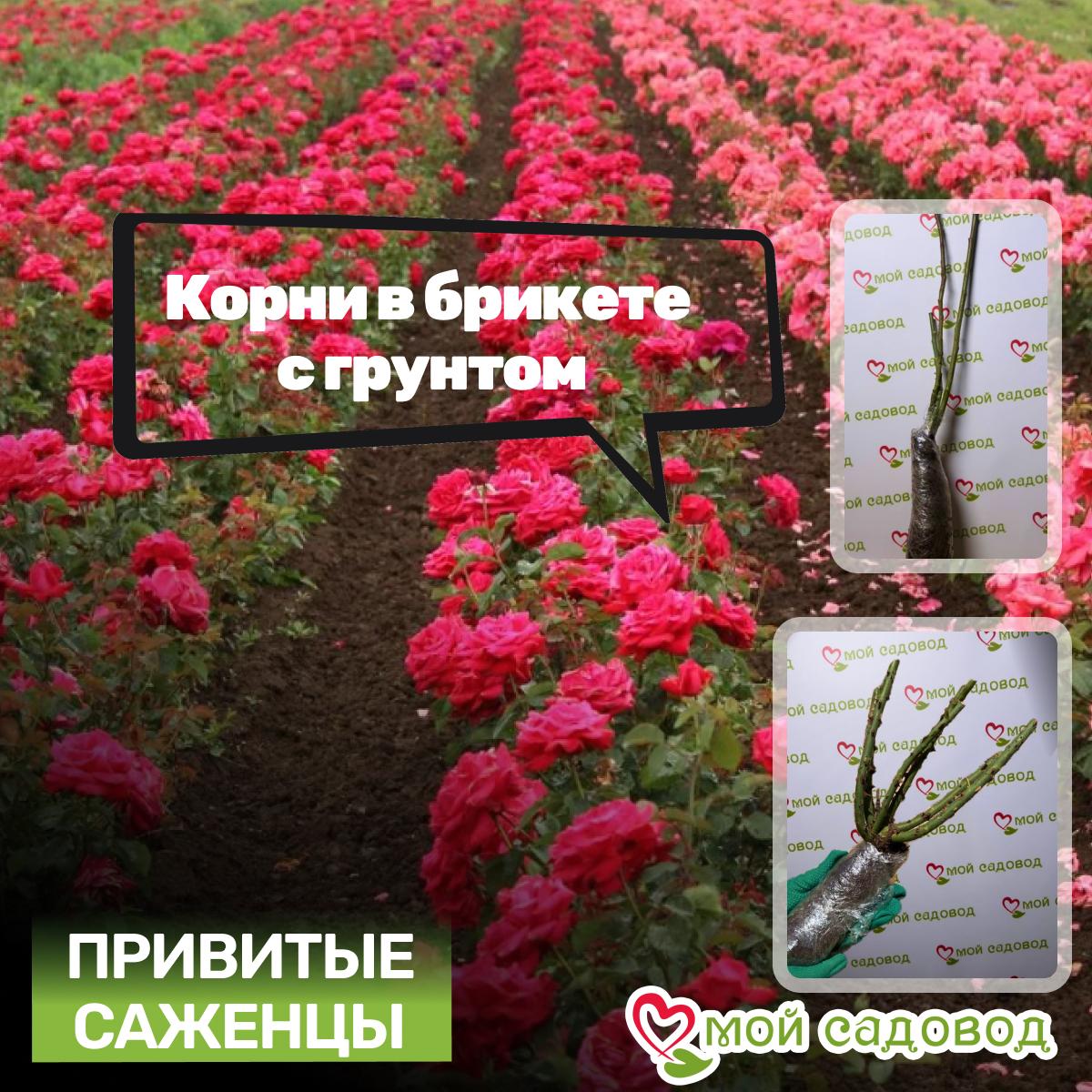 Роза Принцесса Анна